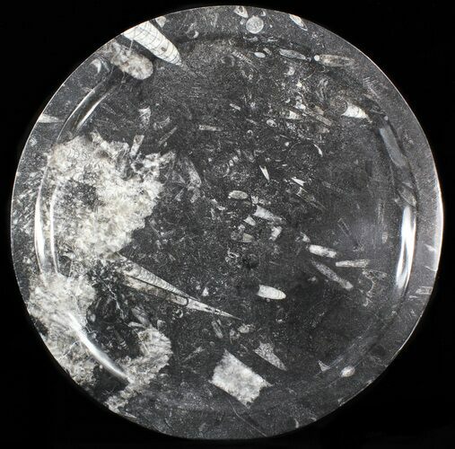 Fossil Orthoceras & Goniatite Plate - Stoneware #40439